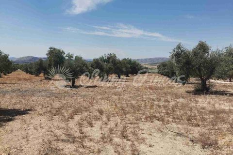 Helårsgrund i Biar, Alicante, Biar - € 27.500 | Ref: SF0511 - foto 10